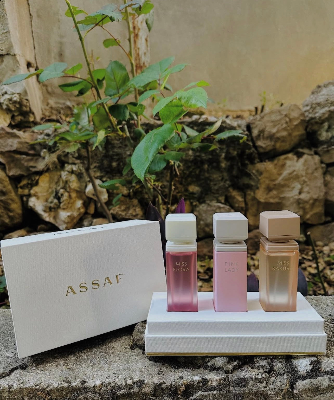 ASSAF PINK LADY COLLECTION EDP